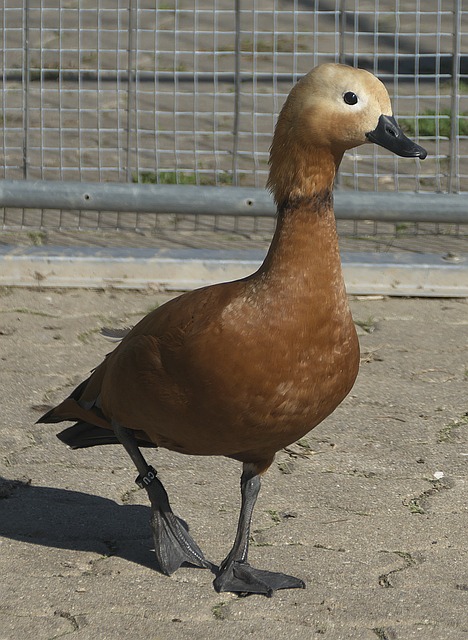 阻力